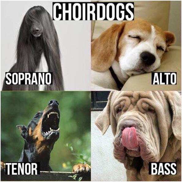 Chiens choristes